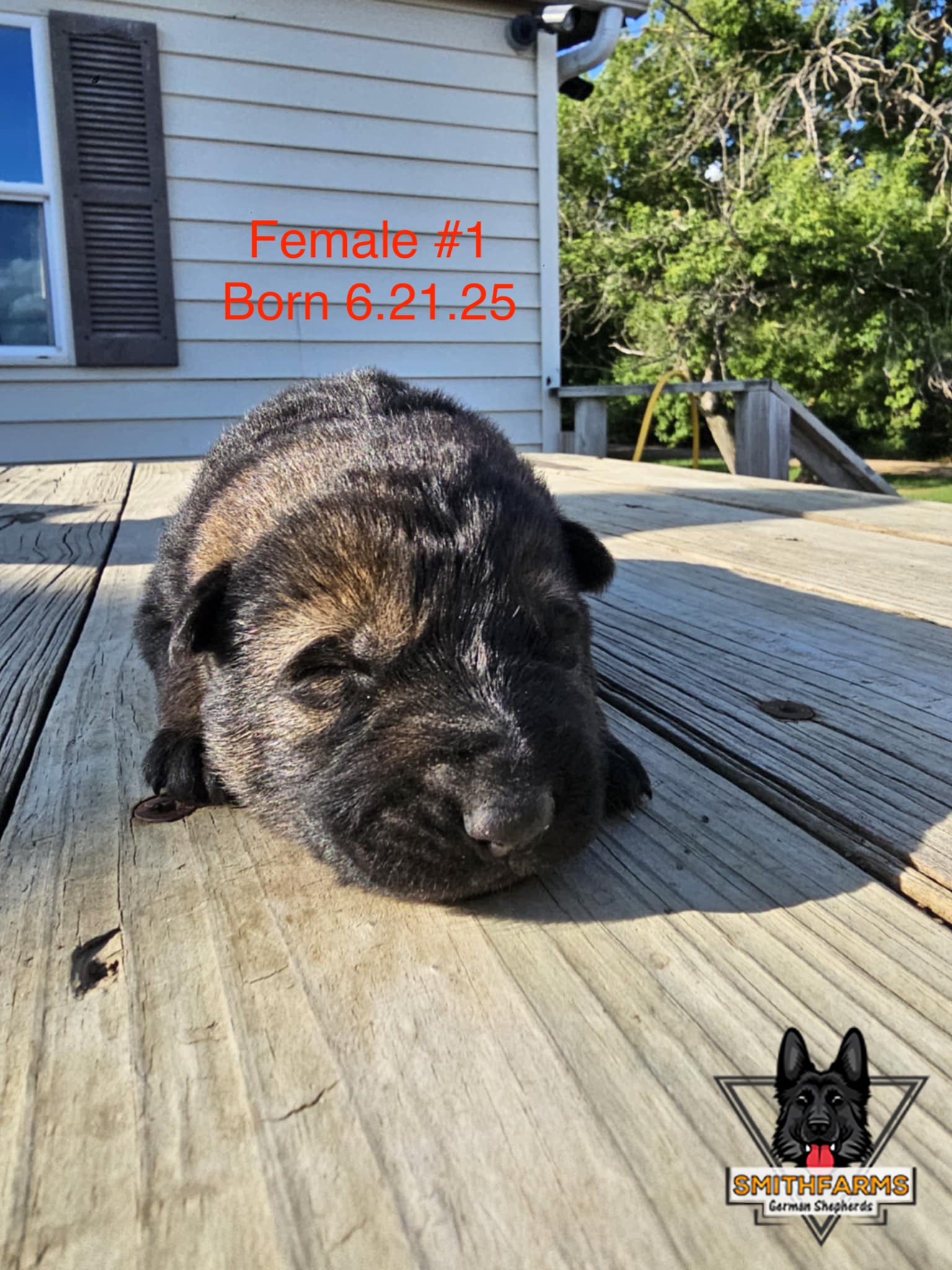 SmithFarms German Shepherds Image