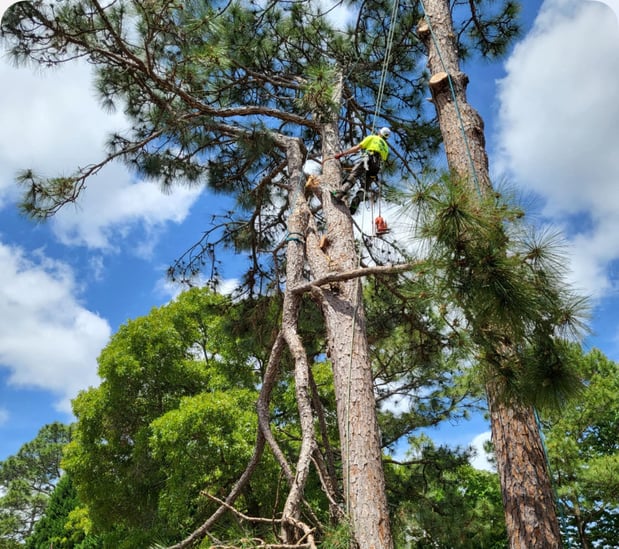Images Carolina Tree Experts