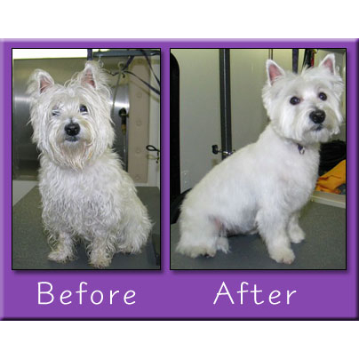 Traveling Paws Grooming Service
