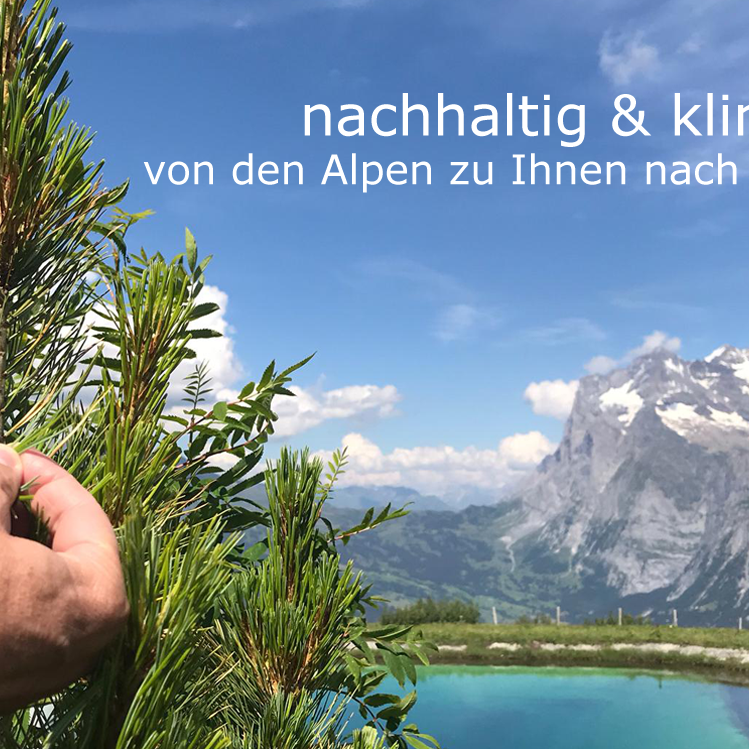 Bilder Natur & Design Arvenmöbel Arvenbett & Bico Matratzen - gesund & nachhaltig - Bauarena