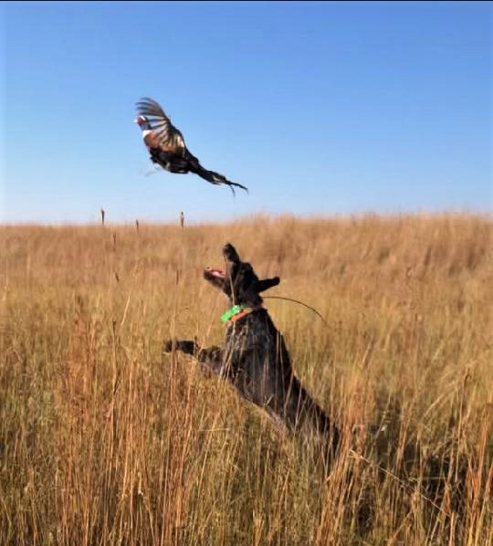 Pheasant Hunting at Double P Ranch - Book Your Adventure Today!