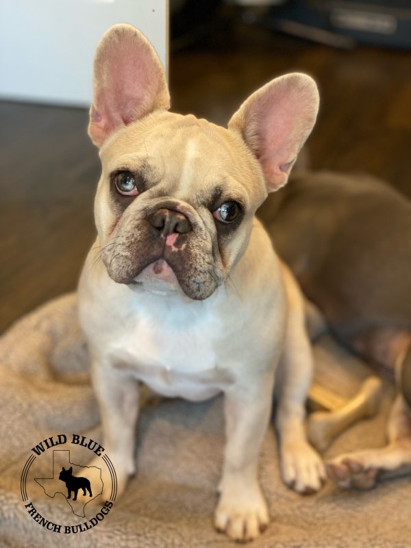 Images Wild Blue French Bulldogs