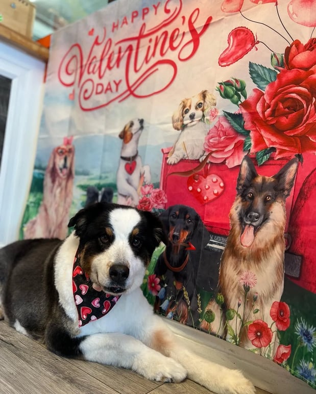 Images Pamper Your Pet II