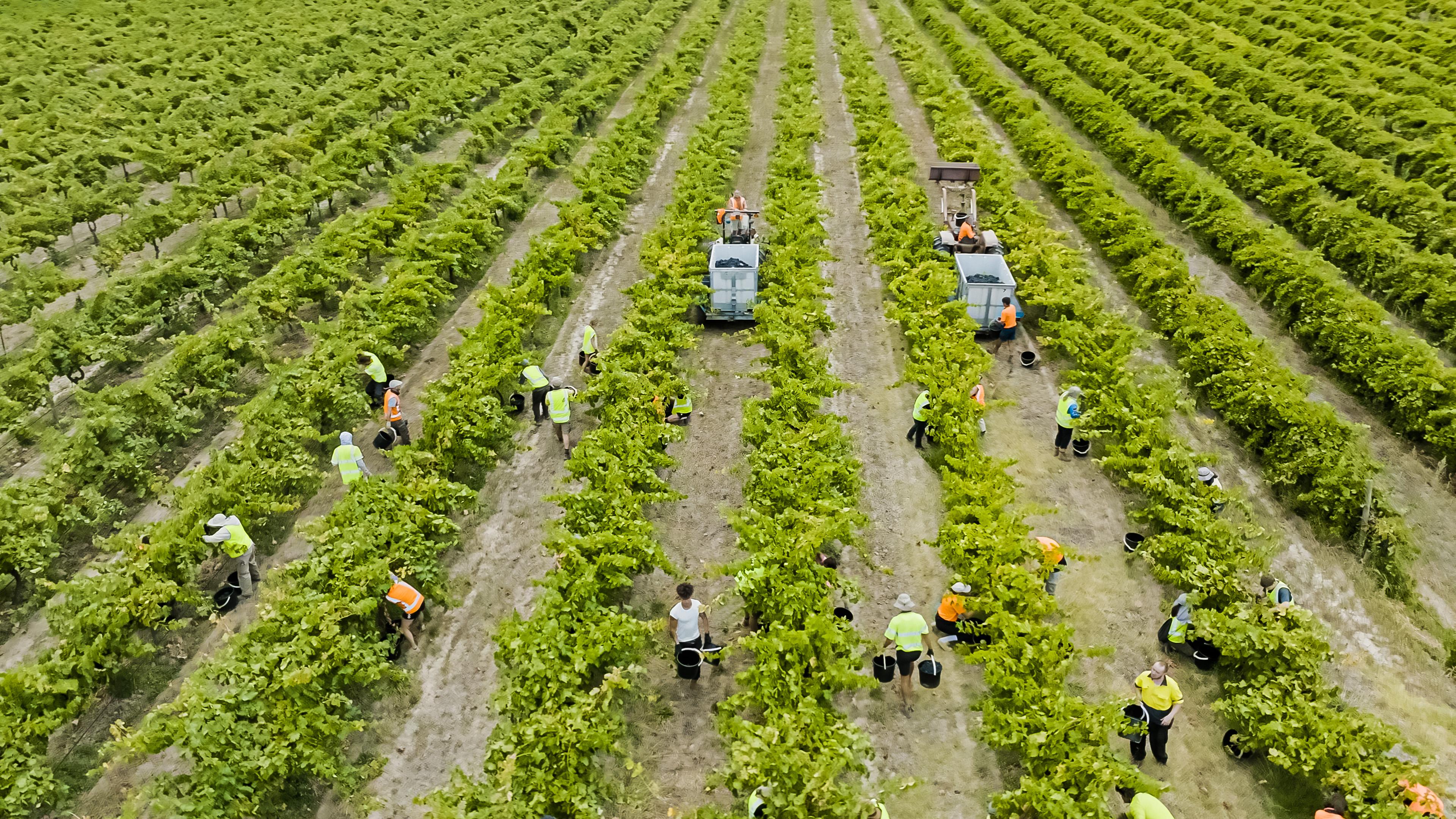 Images Curtis Winery