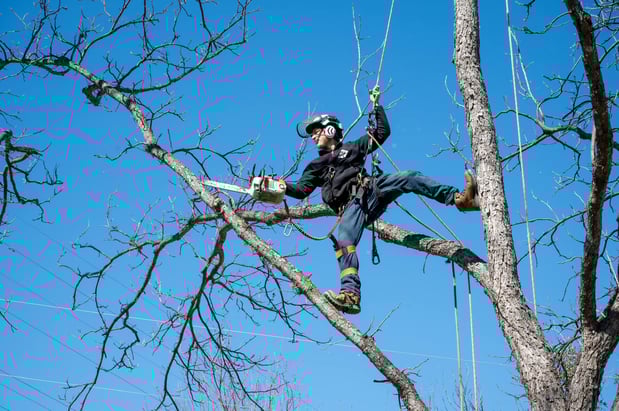 Images CBM Tree Services LLC
