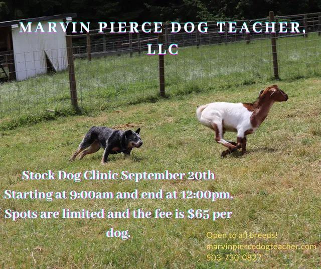 Images Marvin Pierce Dog Teacher LLC