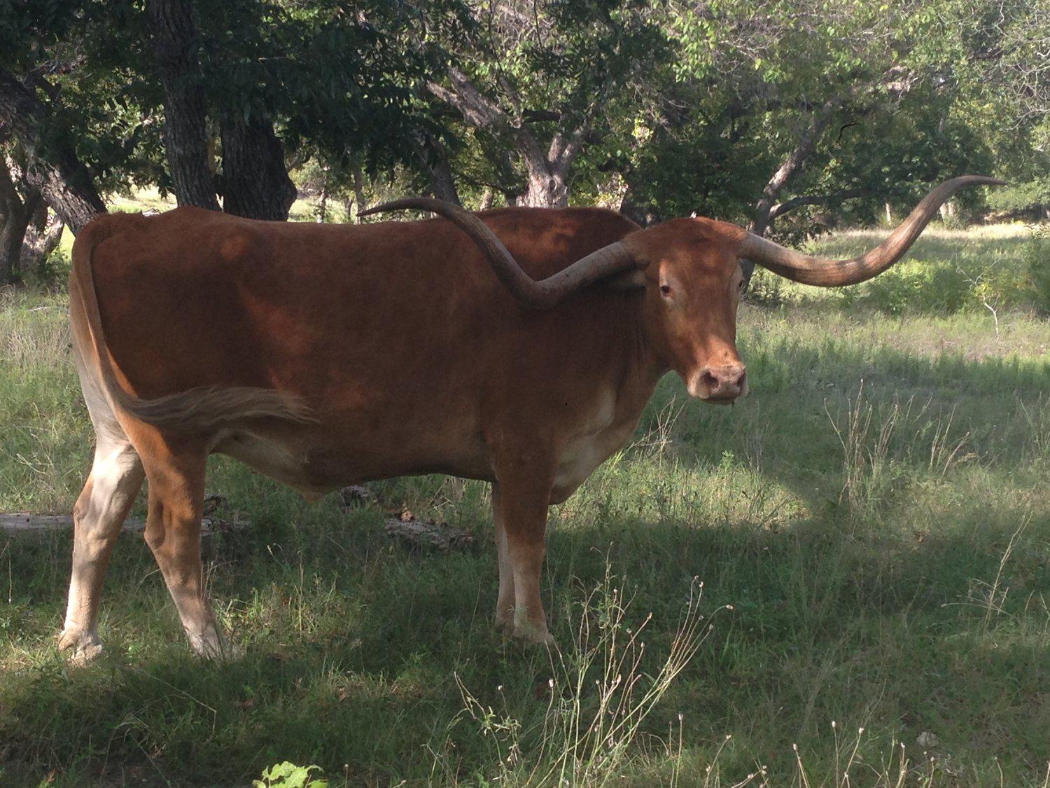 Rocky Top Ranch Logo