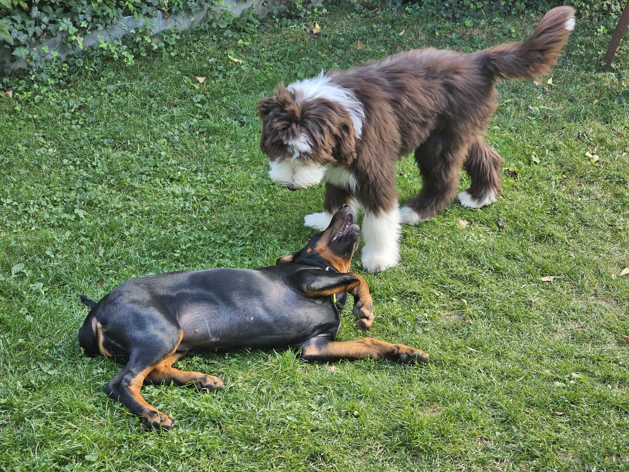 Bilder Miris Hundeschule