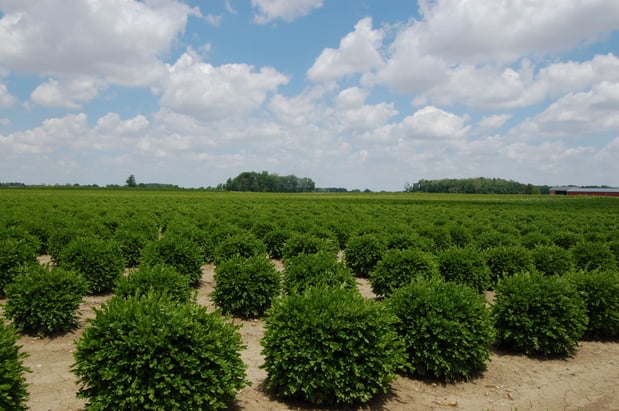 Images A. Brown & Sons Nursery Inc.
