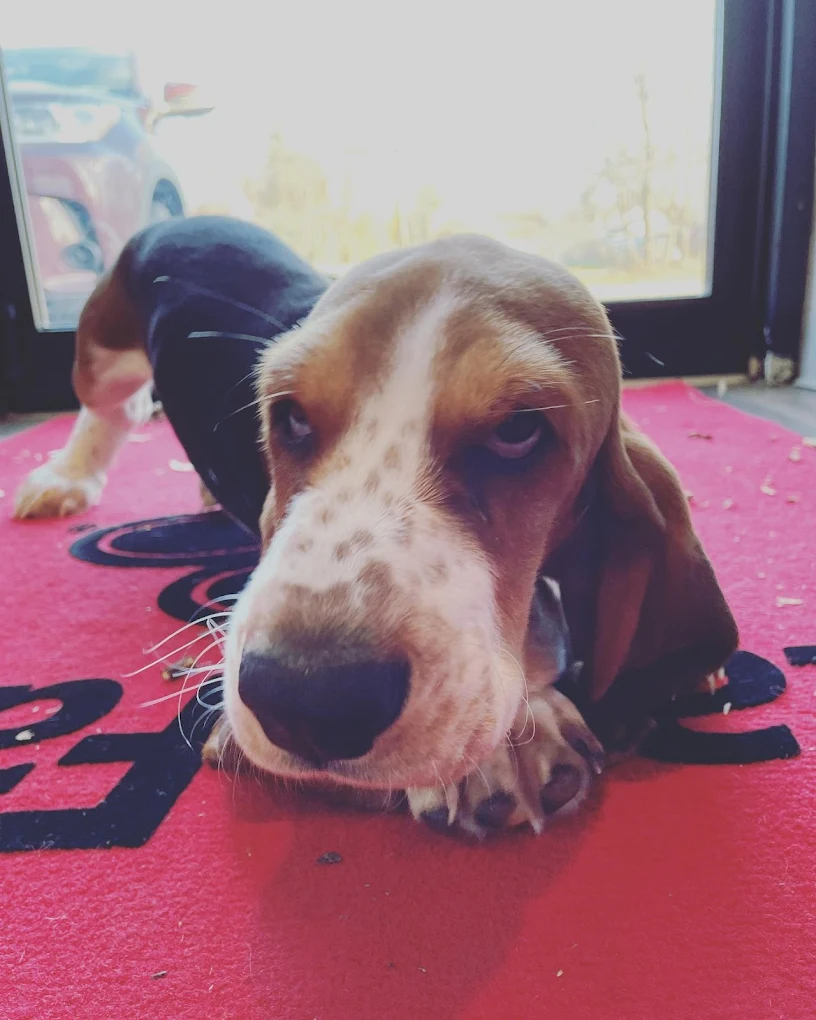 Call our team today to make your insurance experience woof-while! We're always here to help.