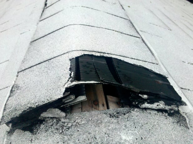 Images Loves Wildlife Removal and Pest Control