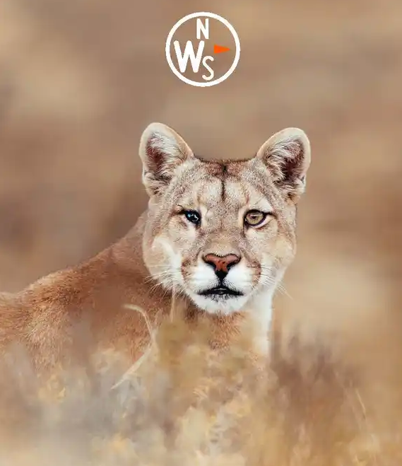 Images Natural World Safaris Ltd