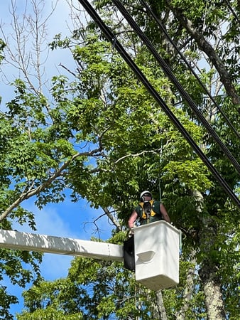 Images Yankee Tree Service