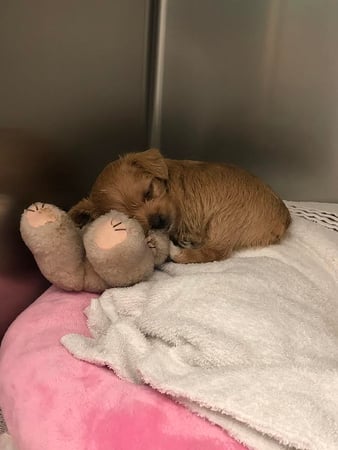 Images Melrose La Brea Animal Hospital