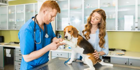 Images Pet Health Clinic