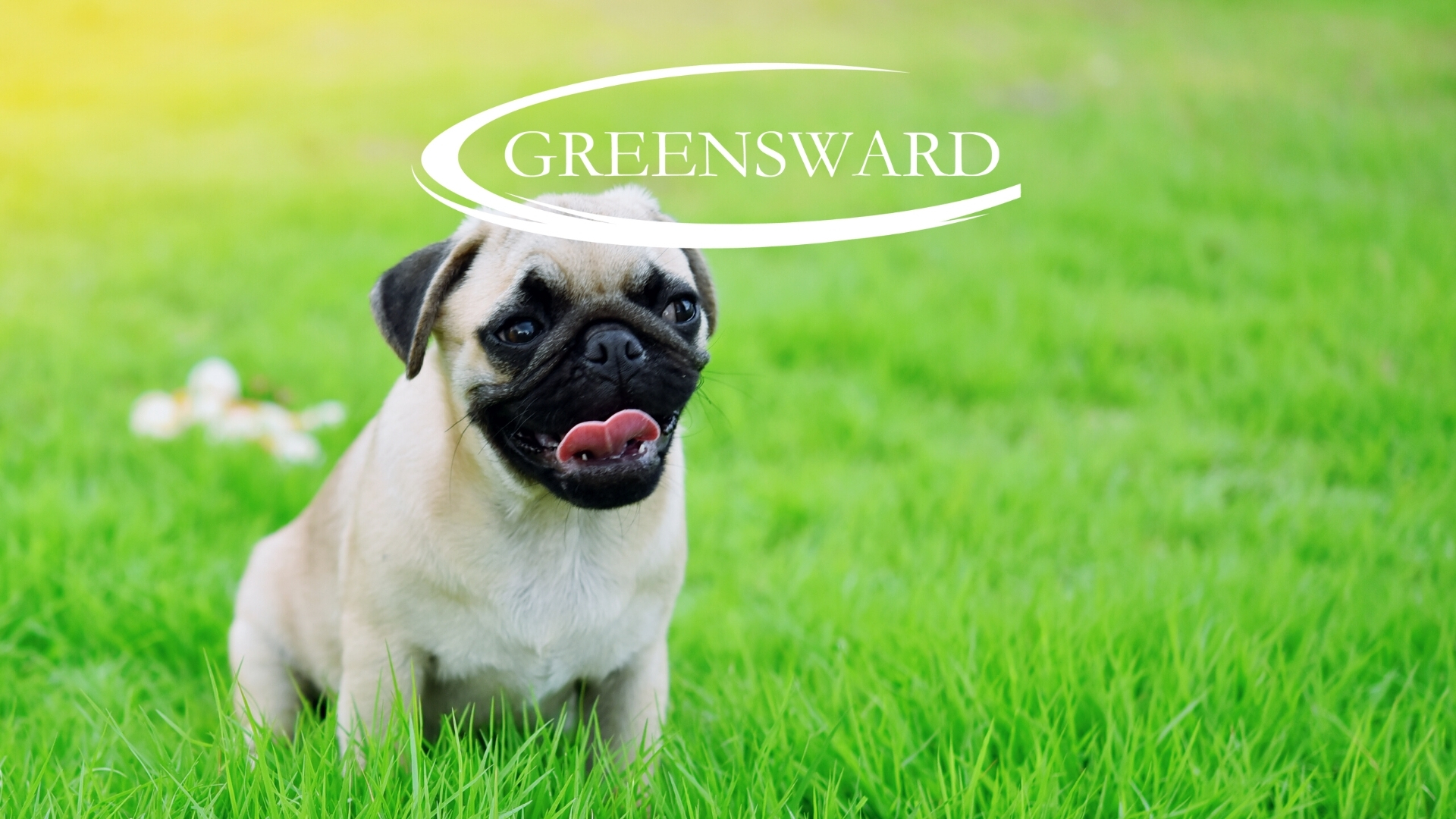 Rest easy knowing that your lawn is treated with methods that are safe for your pets. Greensward uses state-of-the-art soil testing, turf grass science, and the latest golf course technology to grow green, healthy lawns for homeowners and property managers. Your lawn care programs are is strategically customized to meet the unique needs of your lawn and its ecosystem year round. Our methods are environmentally responsible and create sustainable, healthy lawn growth while treating for destructive pests and fungus. Ask about soil sampling, seasonal aeration, healthy lawn management, pest control, and more!