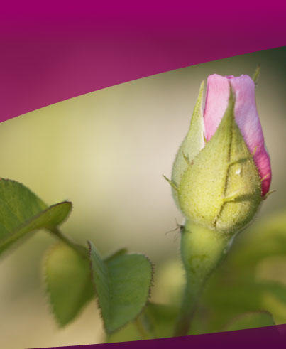 ROSE OFFICE GmbH, Heyestrasse 194 in Düsseldorf