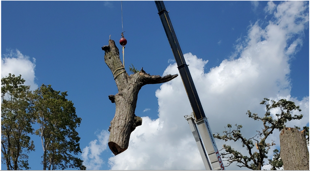 Images Top Notch Tree Service Inc.