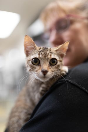 Images VCA Angel Animal Hospital