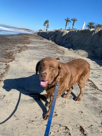 Images Del Mar Doggers dog walking, dog sitting, overnight stays