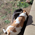 Images Dog Pawpa K9 Connection