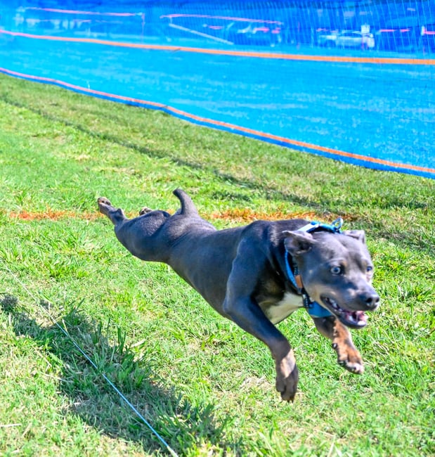 Images Integra Dog Training