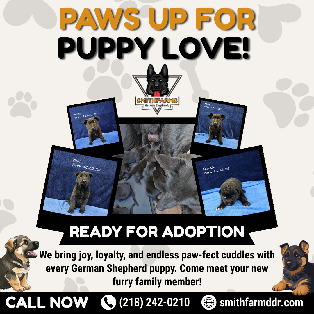 SmithFarms German Shepherds Image