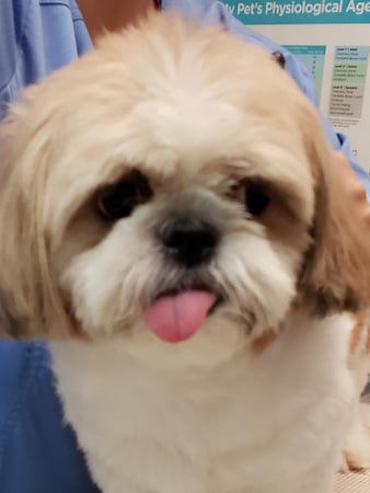 Images Mainstreet Veterinarians of Stone Mountain