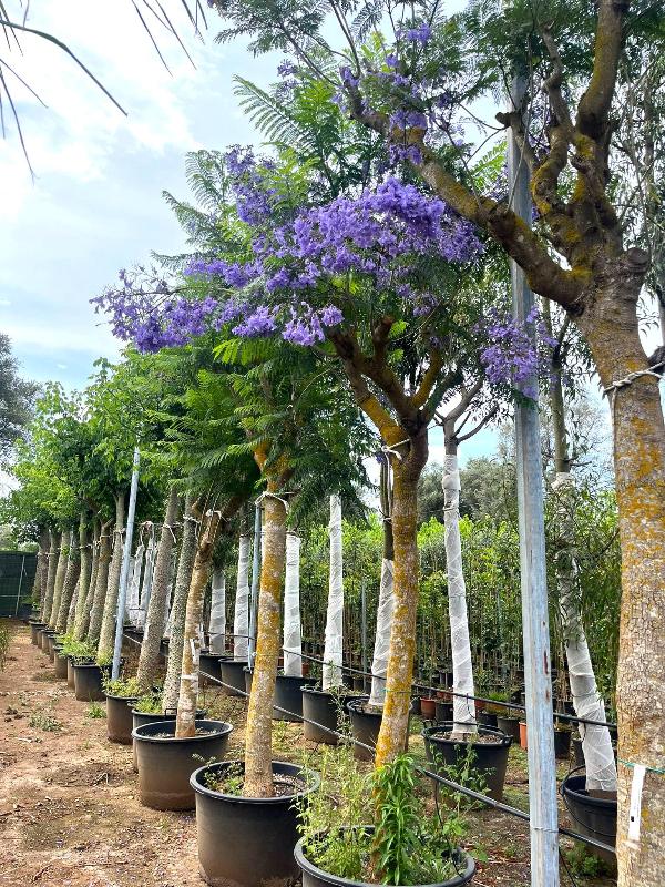 Images Piante Macri'