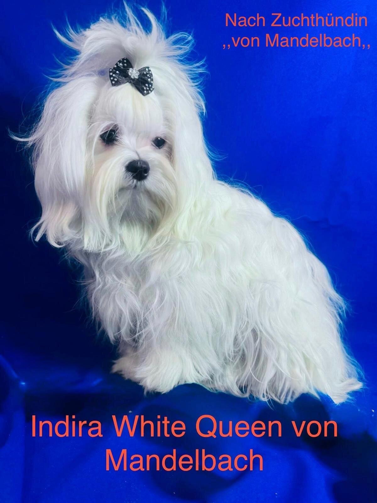 Malteser von Mandelbach, Seyweilerstraße 40 in Blieskastel