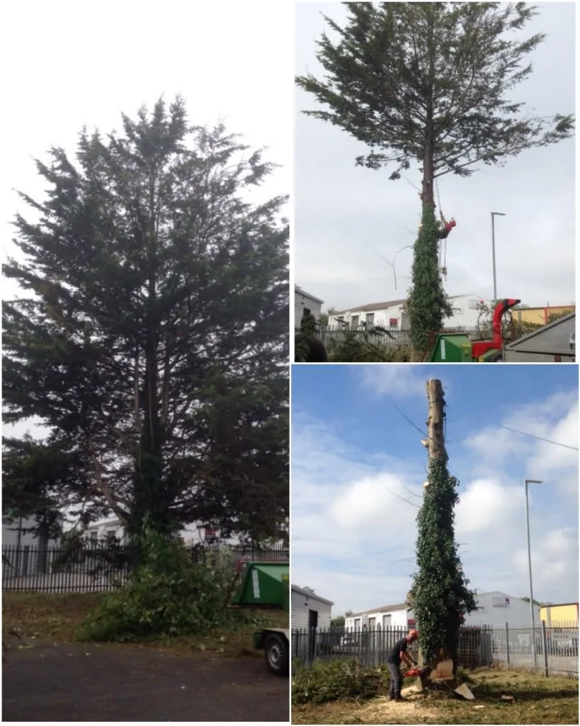 Images Wincanton Tree Care