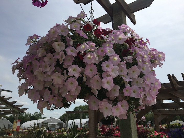 Images C & S Country Gardens