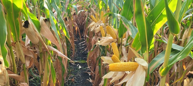 Images Dahlman Seed Company, LLP