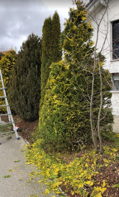Bilder Tschan Gartenbau & Gartenunterhalt GmbH