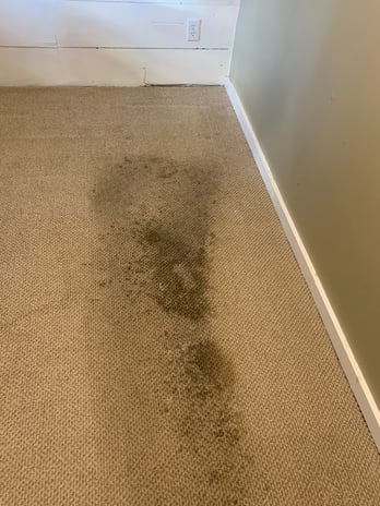Images Elite Green Carpet Cleaning