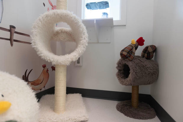 Images Cozy Cat Suites