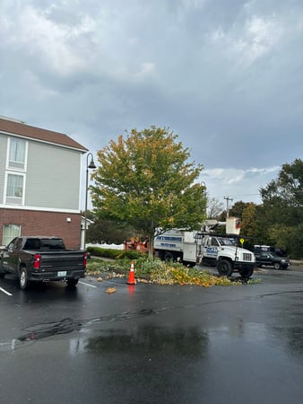 Images Joe's Tree Service, LLC