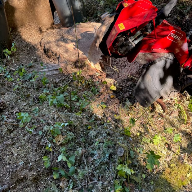 Images Alexa's Tree Service