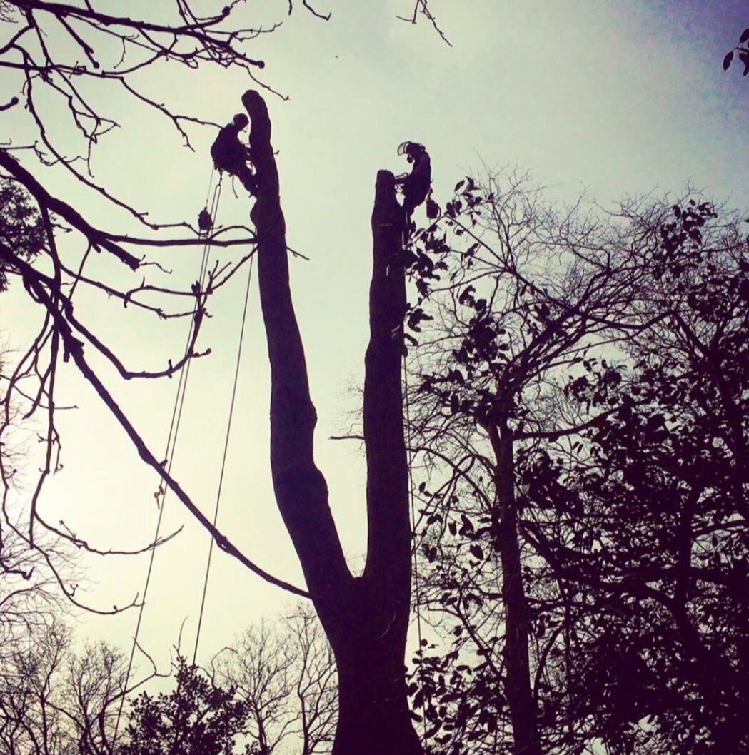 Images Trident Tree Solutions Ltd.