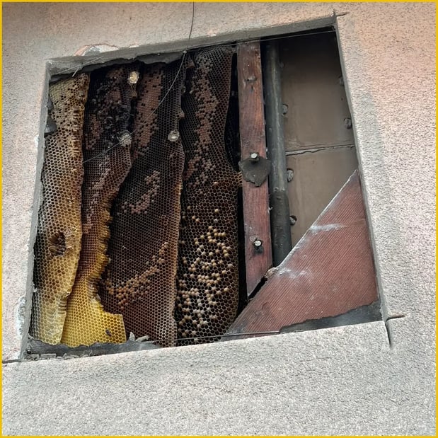 Images Browny Pest Control