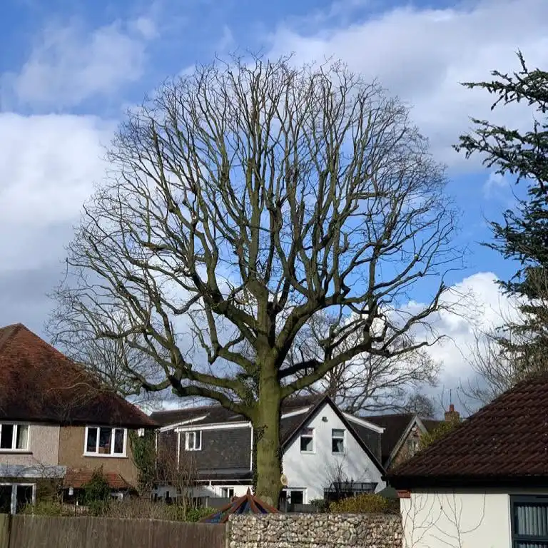 Images Tree Wise Men Warwickshire Ltd