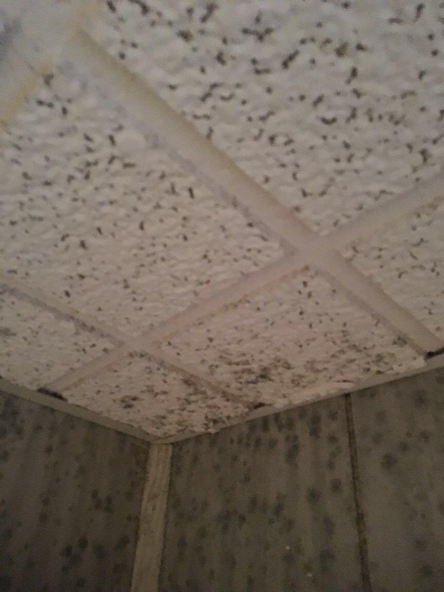 Can you spot the mold? SERVPRO of Providence can and we are here to help with ANY size mold remediation needed.