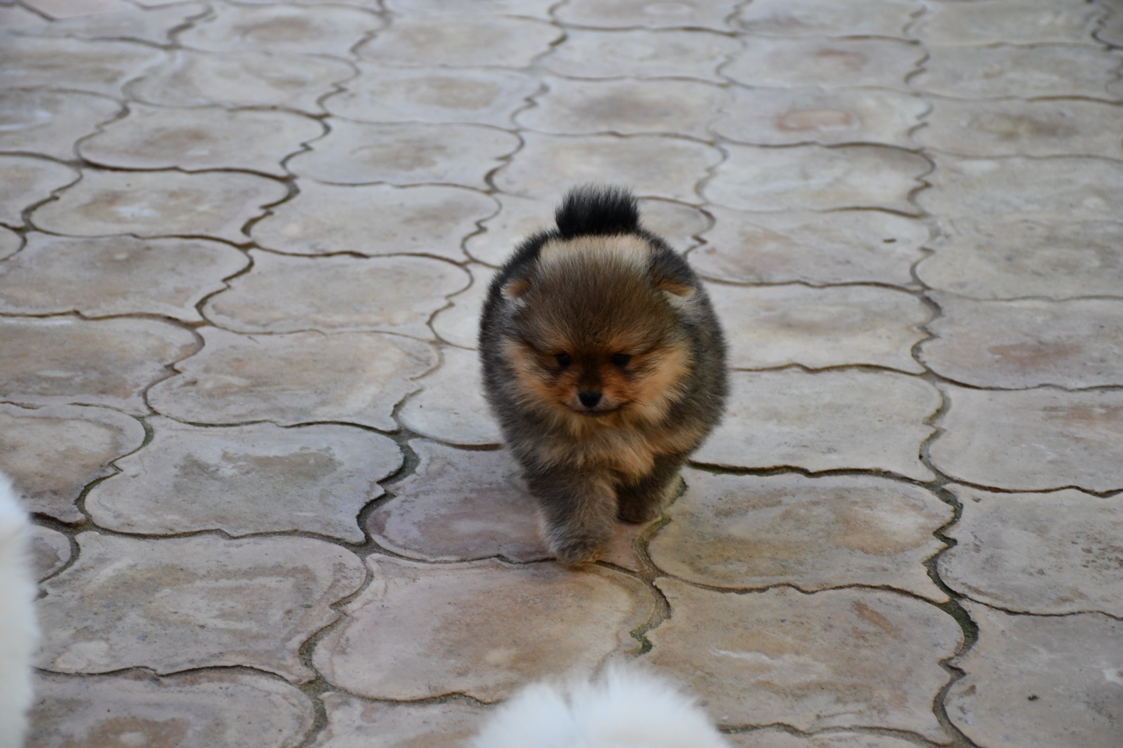 Images Olimpo De Zeus