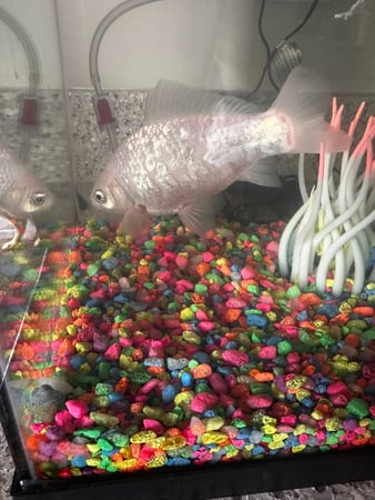 Images Marjorie Schaeffer - State Farm Insurance Agent