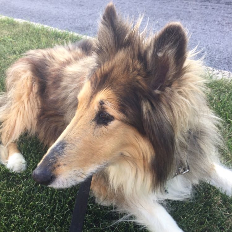 Haley is a beautiful and sweet Collie! She is resting easy in the cool grass on her vacation. #NoCrates #stressfreeboarding #PAIpets