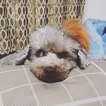 Images たまとポチ 宇津木店