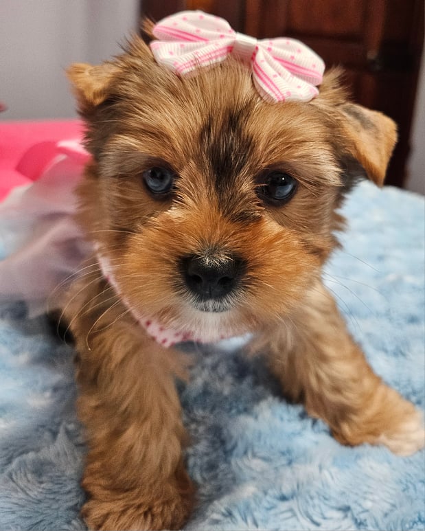 Images Bad, Beautiful & Bossy AKC Yorkies
