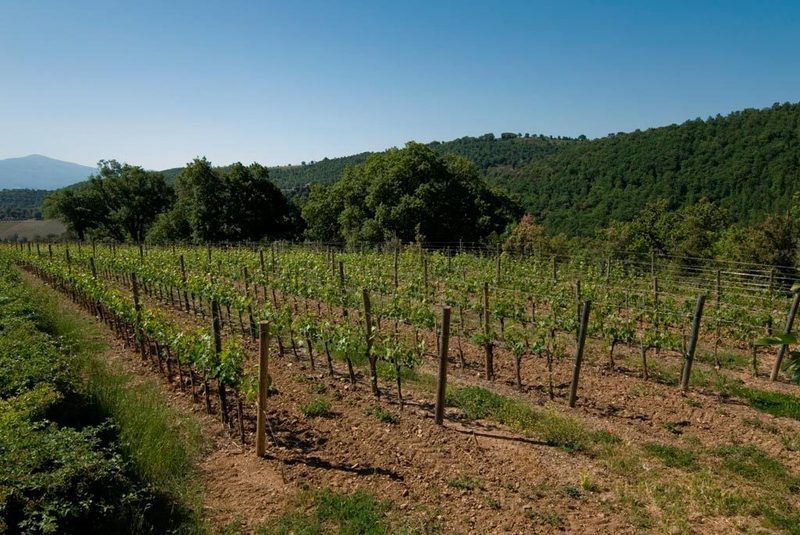 Images Azienda Agricola Salvioni