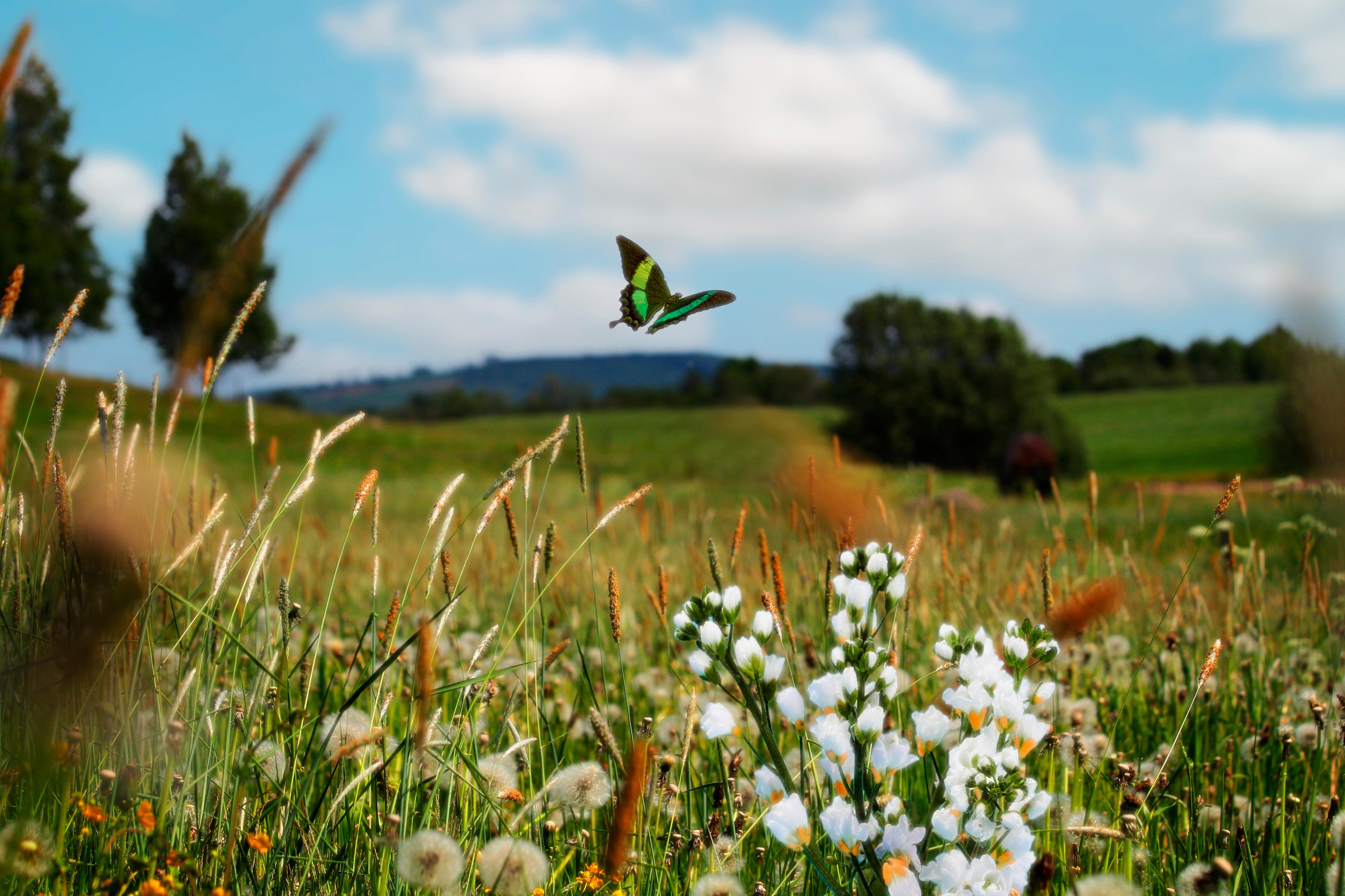 Olivier Jacob | Emotion Guidance Consulting, Holsteiner Chaussee 193 in Hamburg