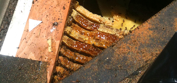 Images D-Tek Live Bee Removal